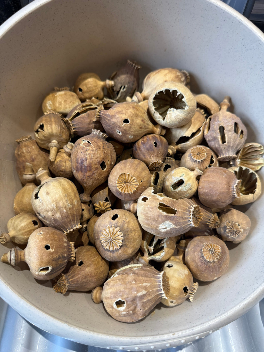 COBRA Spain Dried Poppy Heads(Seedless Pods) Black Bag (Small Size poppy Heads)