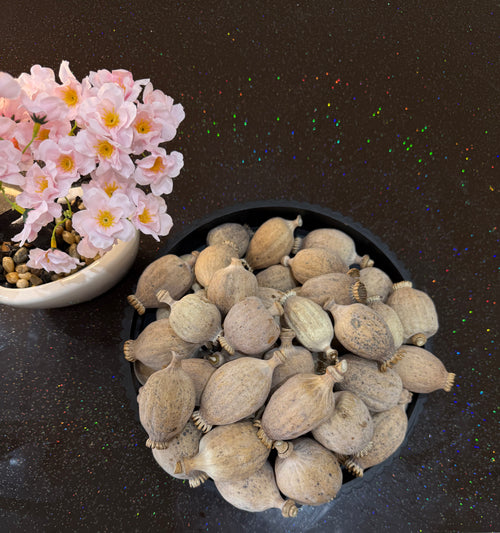 British Dried Poppy Heads (Seeded Pods) XXL