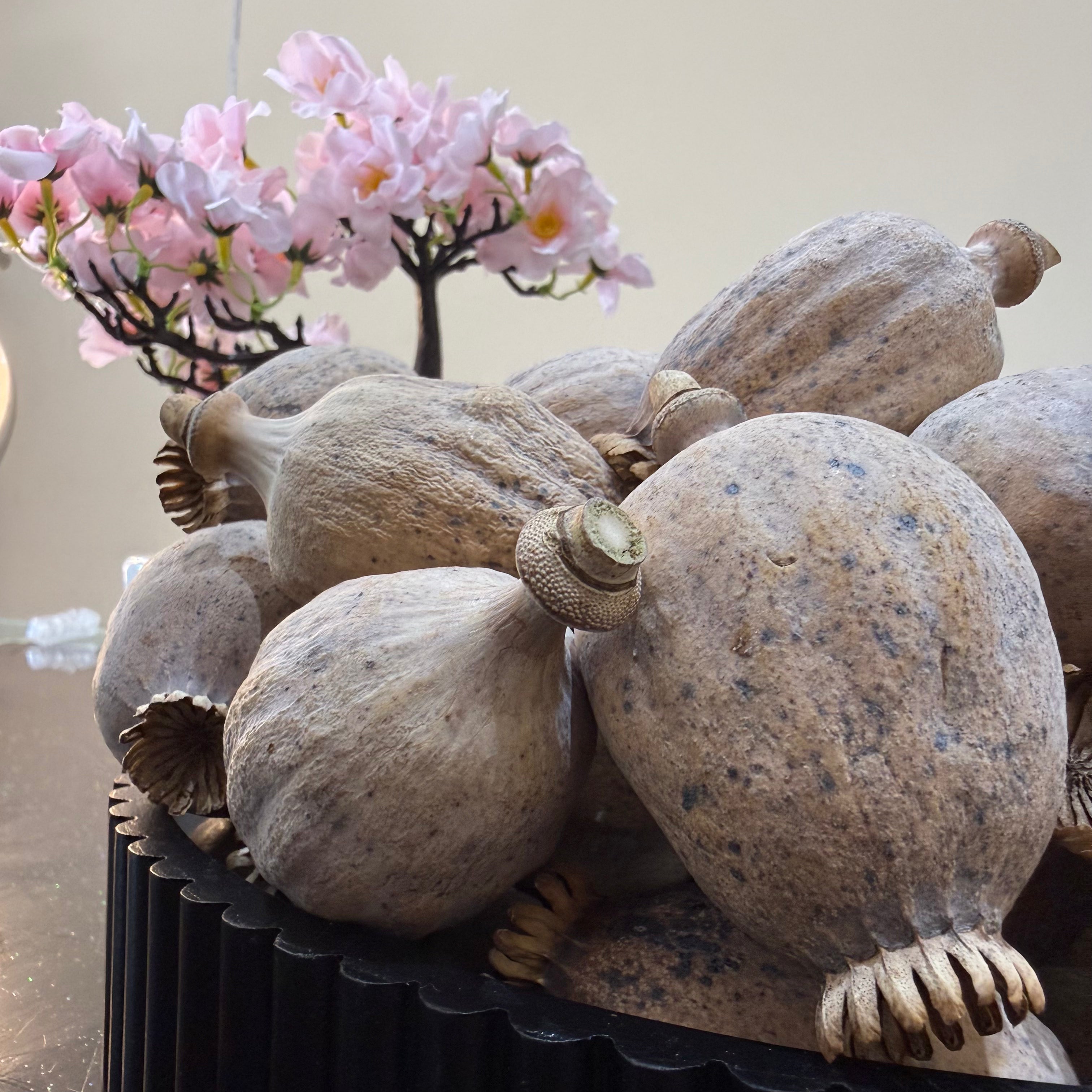 British Dried Poppy Heads (Seeded Pods) XXL