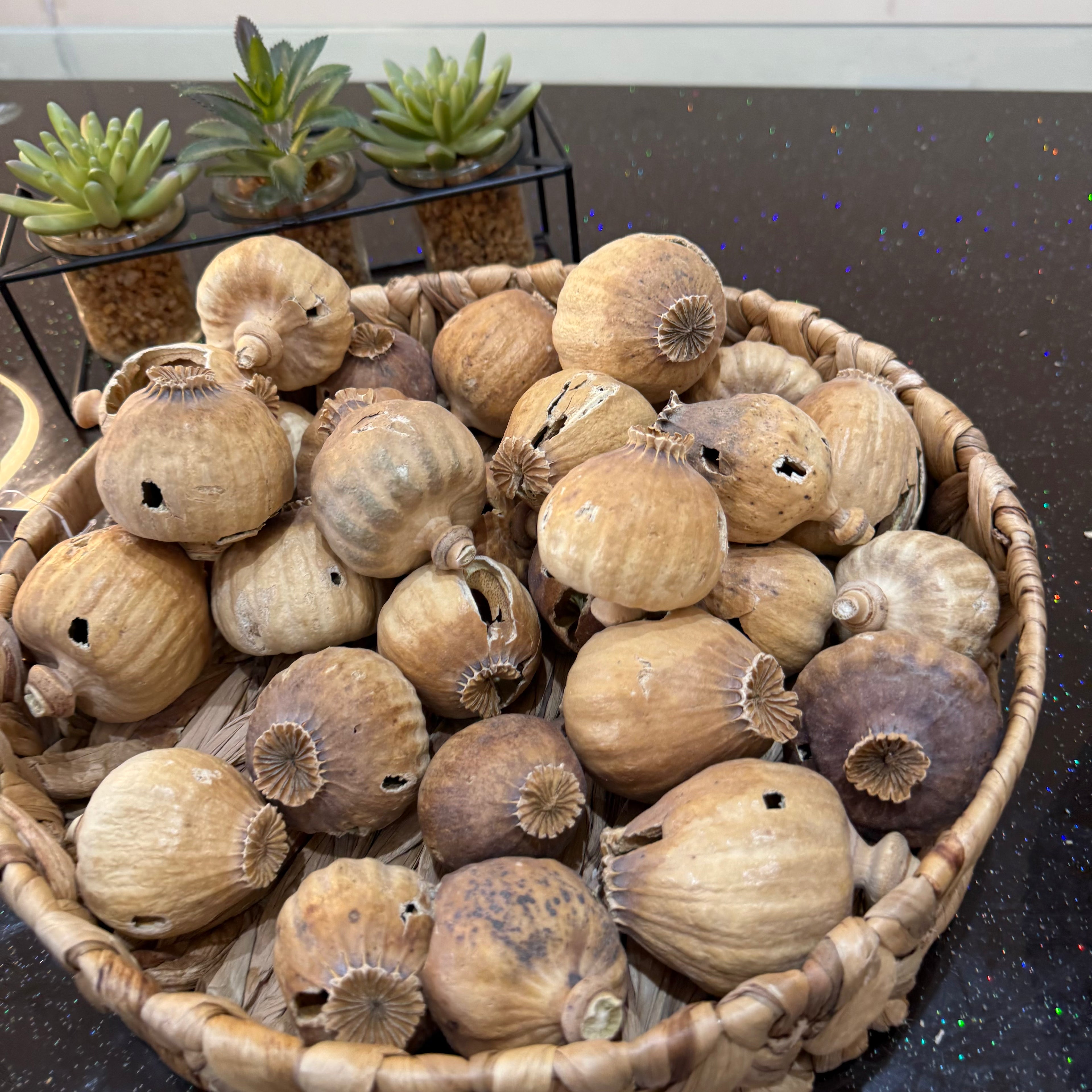 COBRA Austria Dried Poppy Heads(Seedless Pods) Black bags(Big Sizes Poppy Heads)