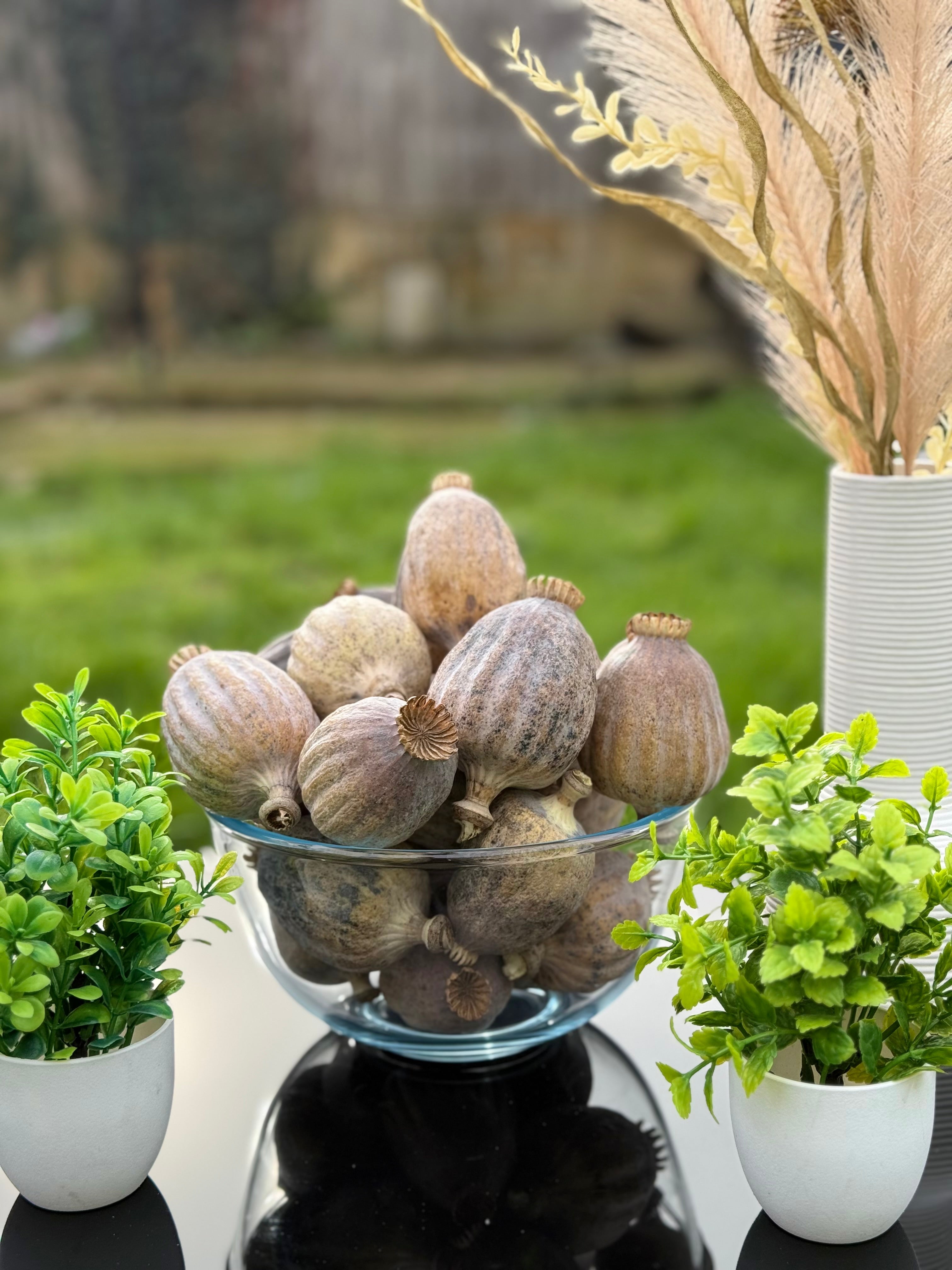 British Dried Poppy Heads (Seeded Pods) XXL