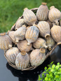British Dried Poppy Heads (Seeded Pods) XXL