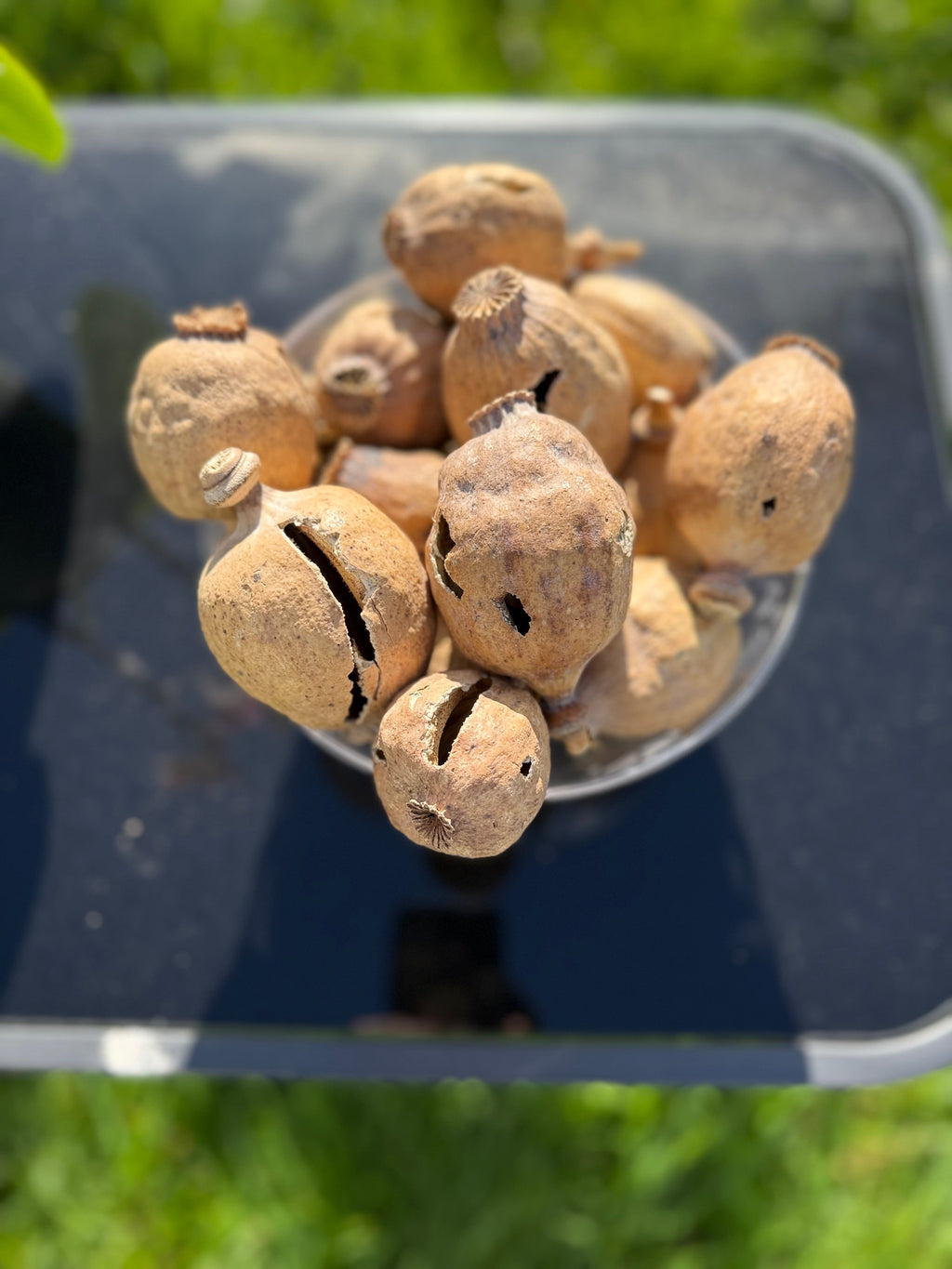 COBRA Austria Dried Poppy Heads(Seedless Pods) White Bag