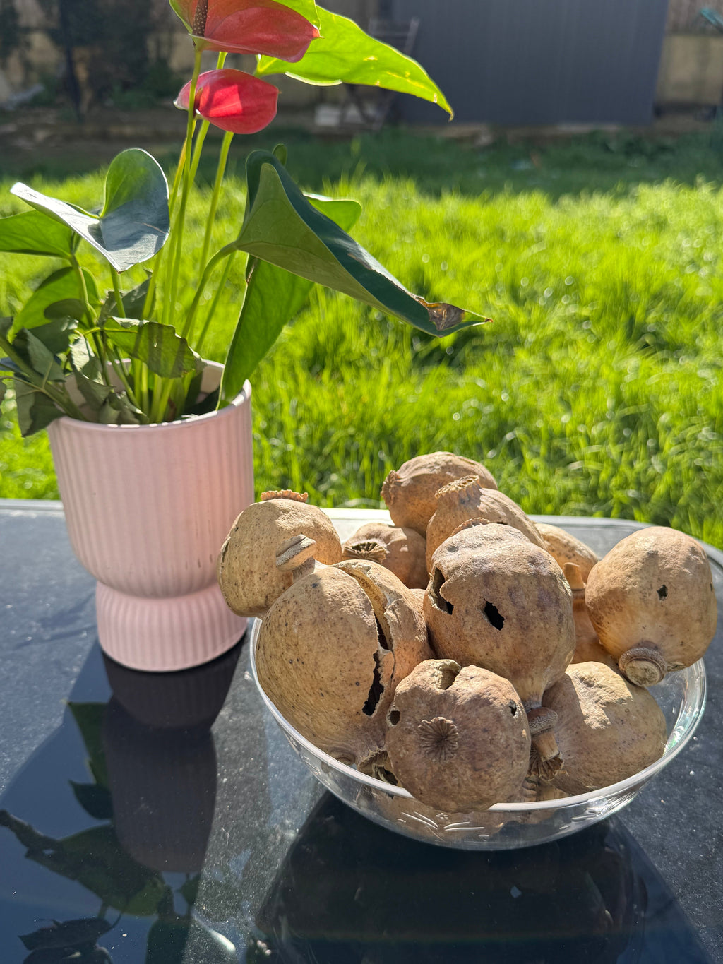 COBRA Austria Dried Poppy Heads(Seedless Pods) White Bag