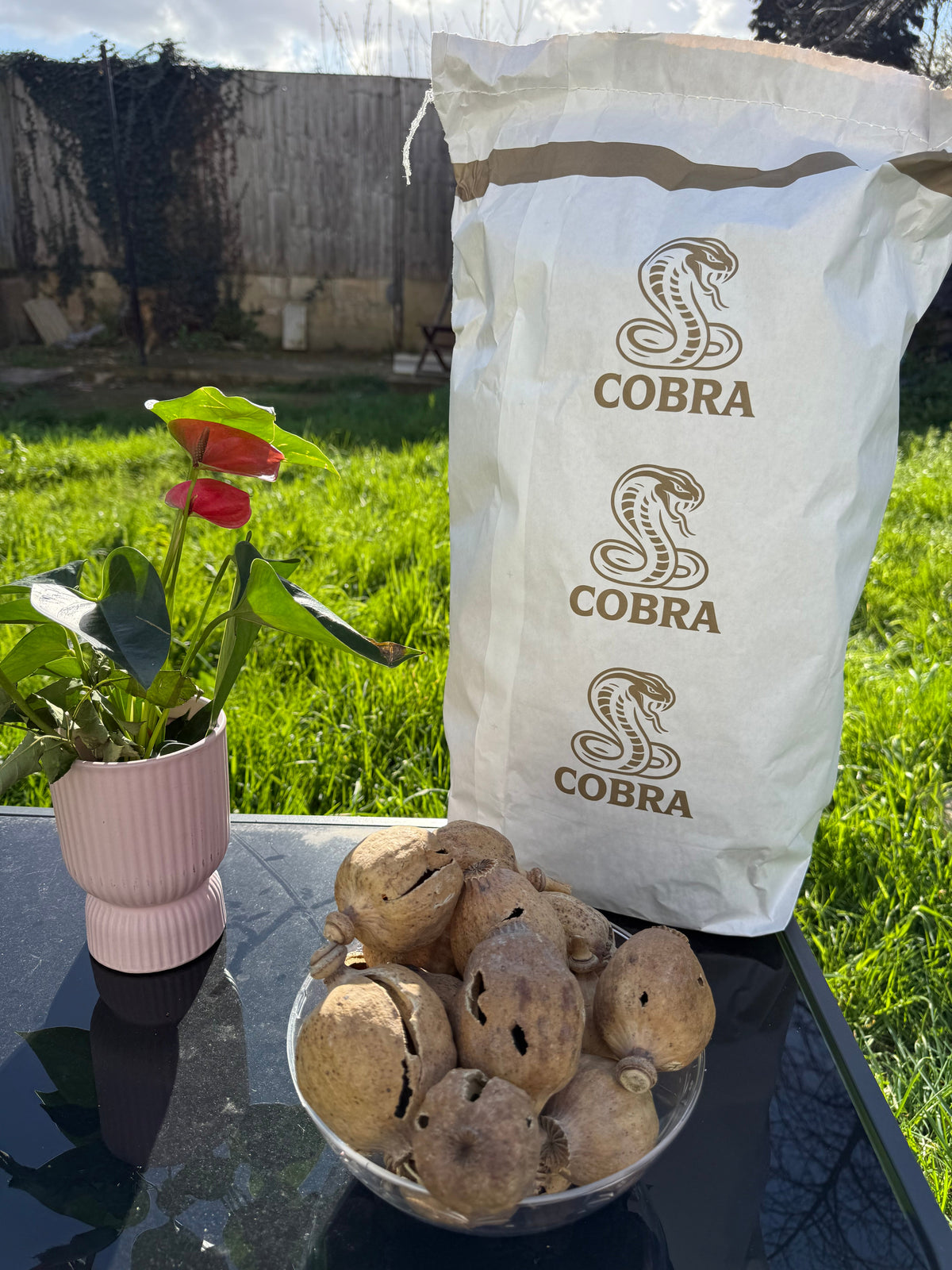 COBRA Austria Dried Poppy Heads(Seedless Pods) White Bag