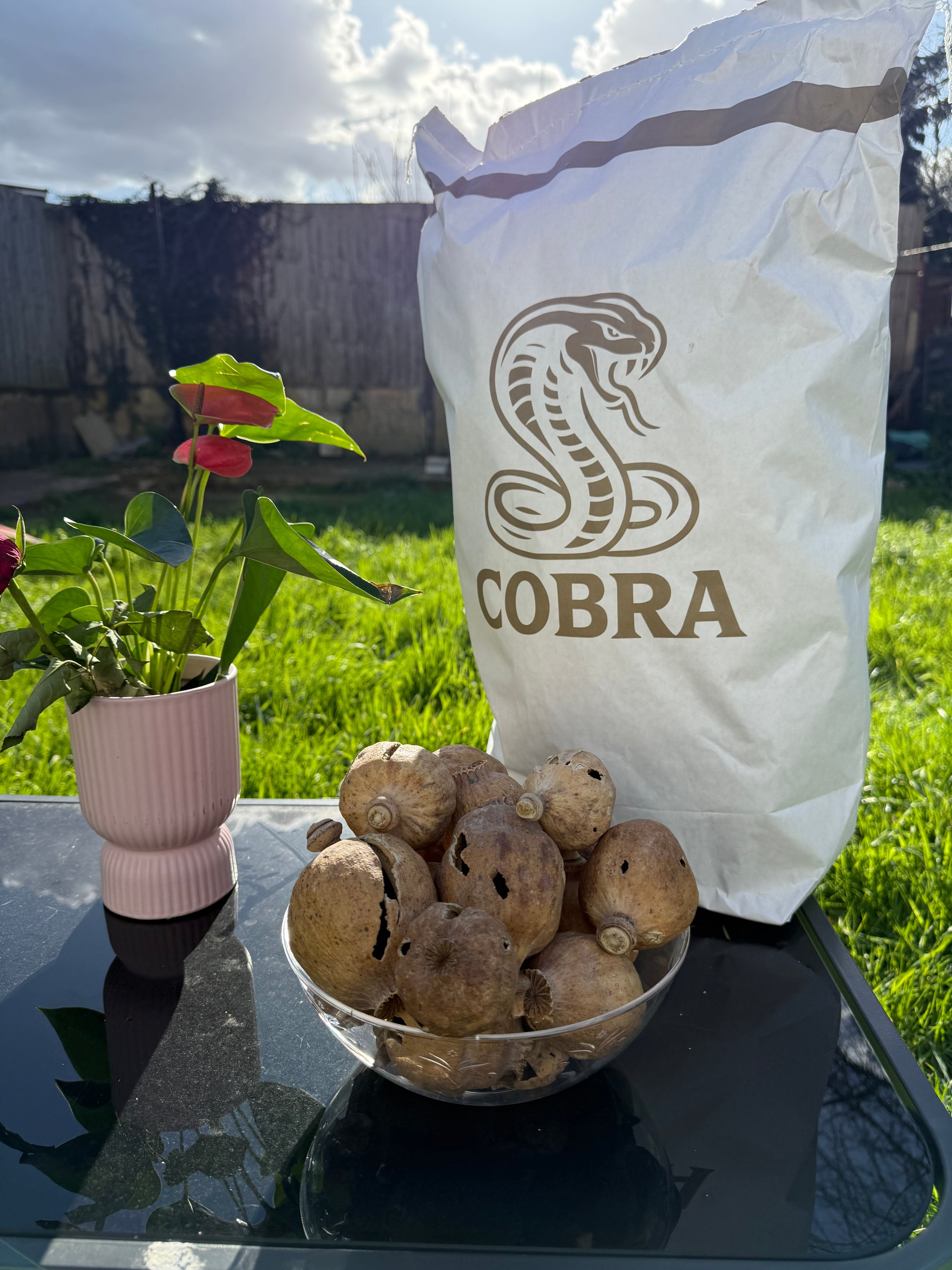 COBRA Austria Dried Poppy Heads(Seedless Pods) White Bag