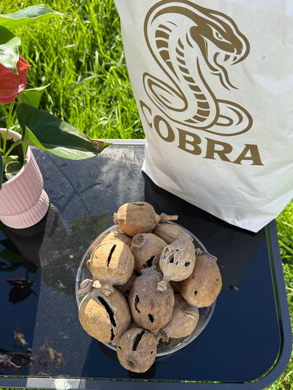 COBRA Austria Dried Poppy Heads(Seedless Pods) White Bag