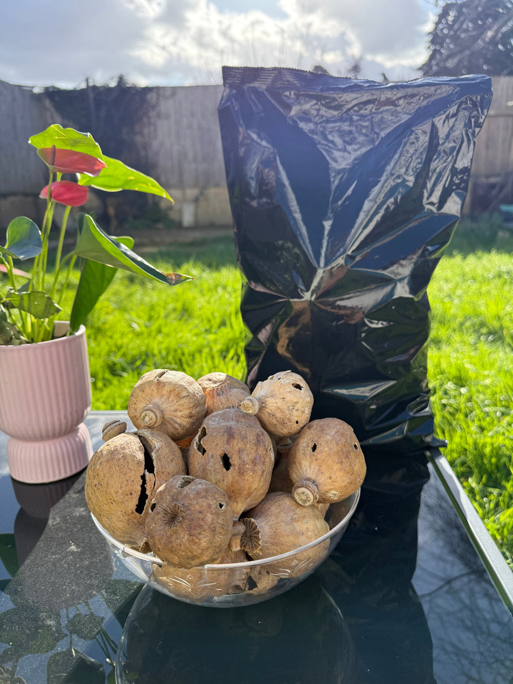 COBRA Spain Dried Poppy Heads(Seedless Pods) Black Bag (Small Size poppy Heads)