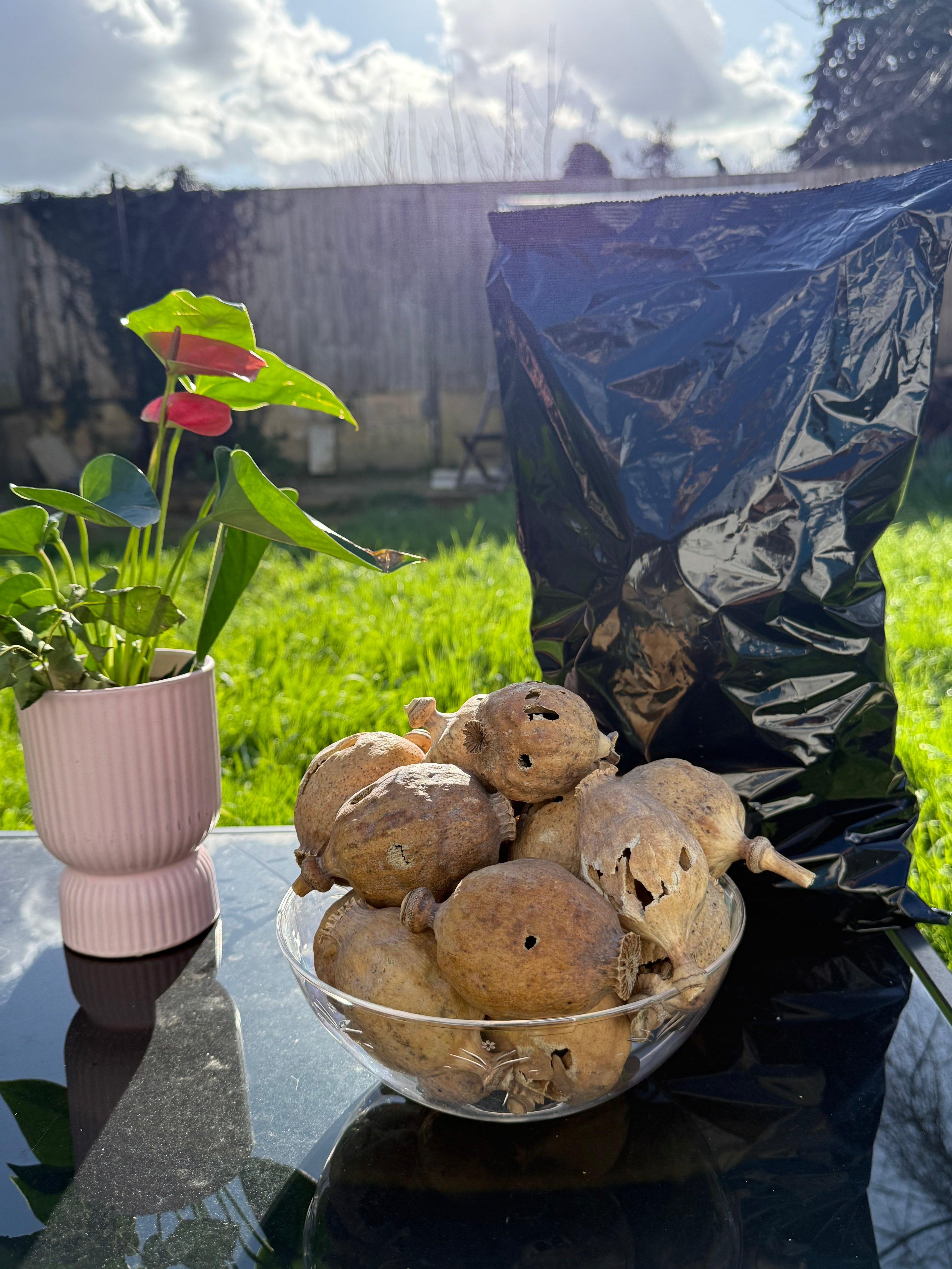 COBRA Spain Dried Poppy Heads(Seedless Pods) Black Bag (Small Size poppy Heads)