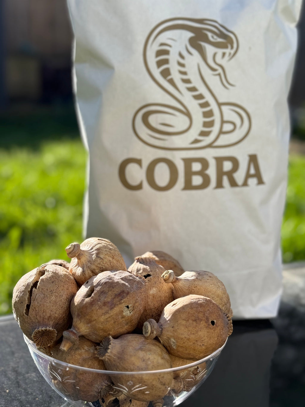 COBRA Austria Dried Poppy Heads(Seedless Pods) White Bag